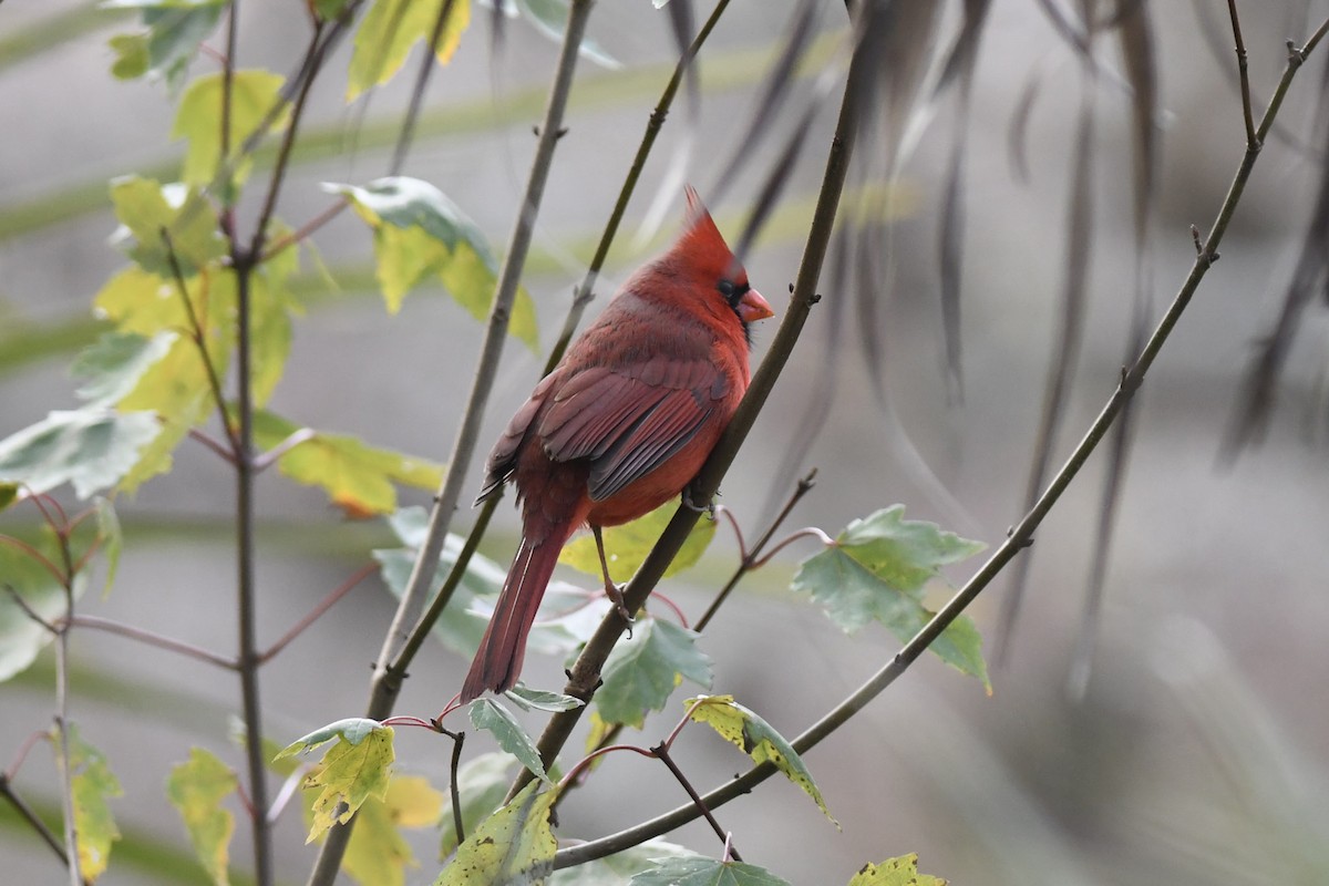 Northern Cardinal - Mike Charest