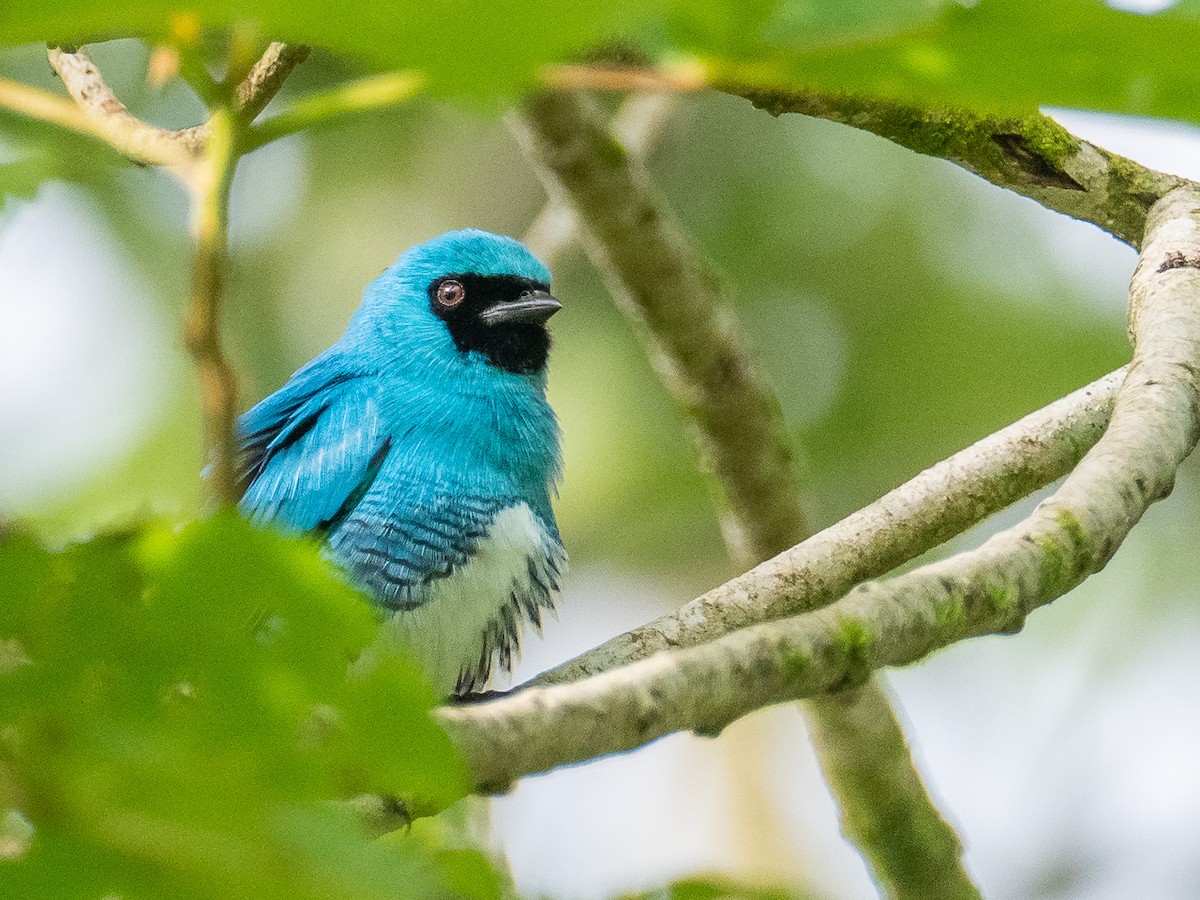 Swallow Tanager - ML298702791