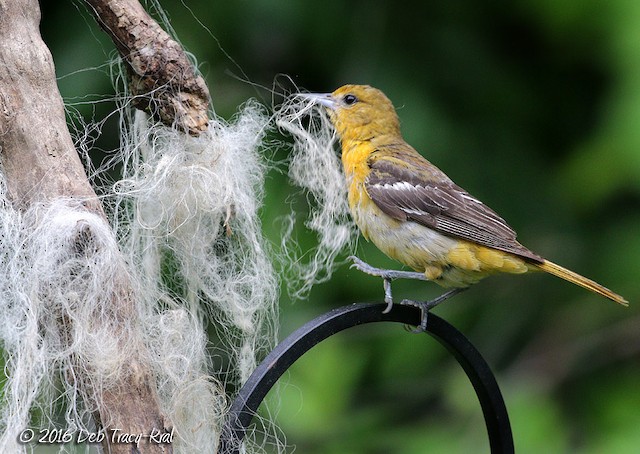 Female Baltimore Oriole gathering nesting material. - Baltimore Oriole - 