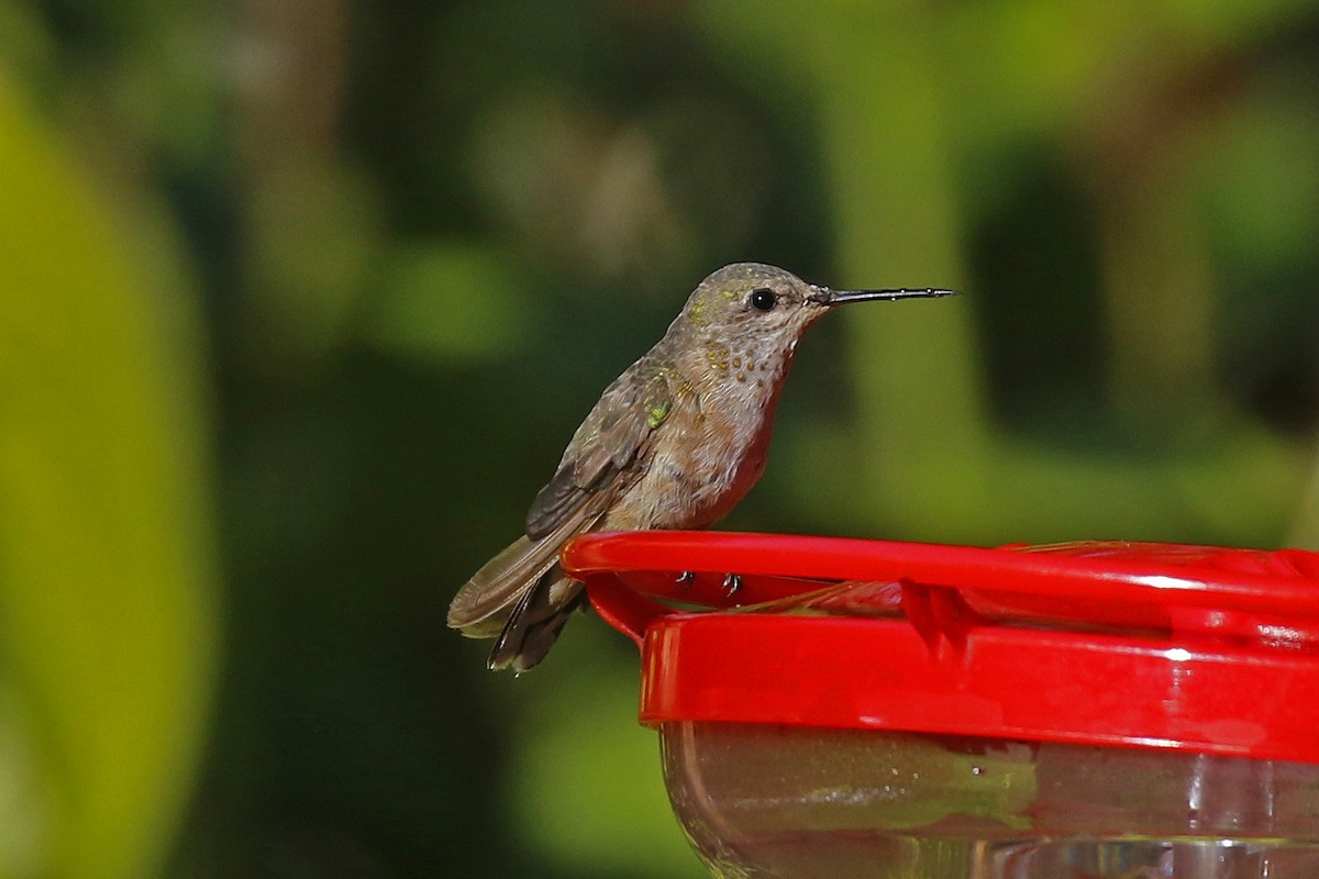 Calliope Hummingbird - ML298711731
