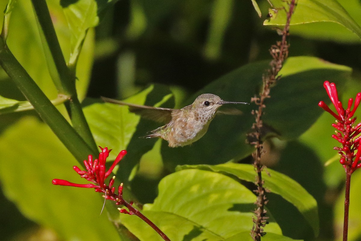 Calliope Hummingbird - ML298713111