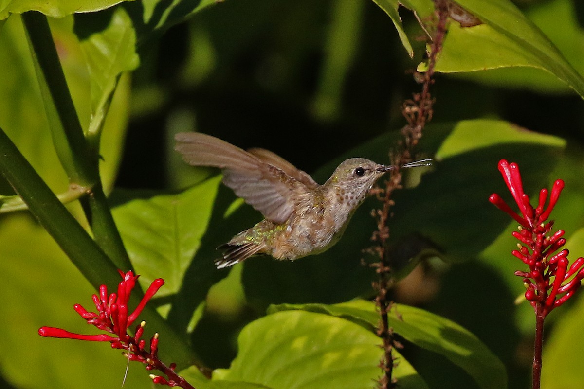 Calliope Hummingbird - ML298714101