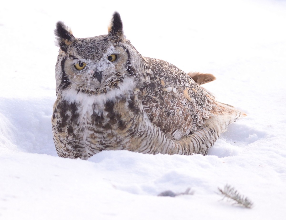 Great Horned Owl - ML298722931