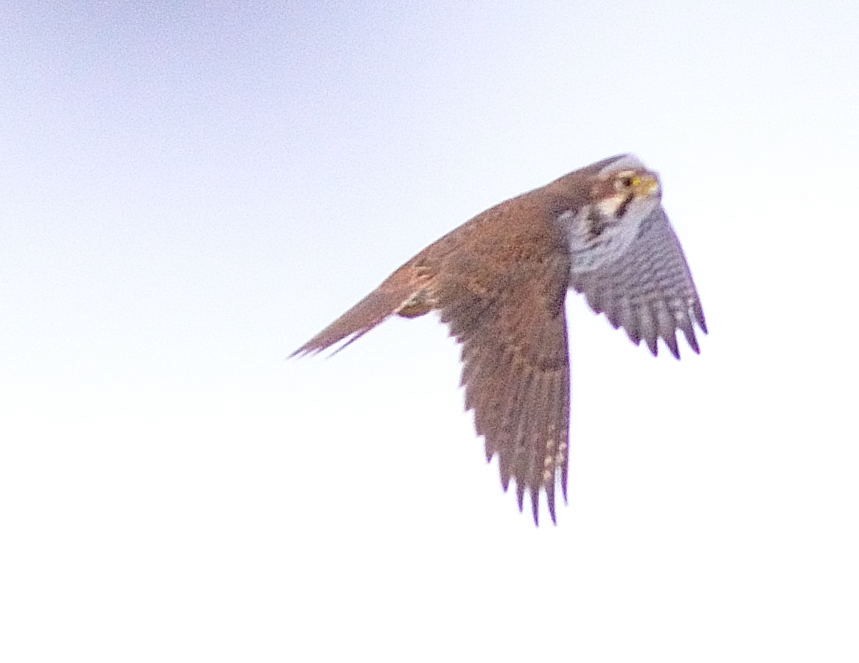 Prairie Falcon - Bernard Tremblay