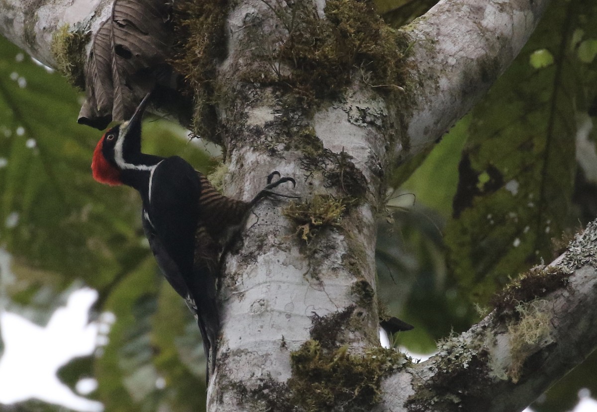 Powerful Woodpecker - Eric Heisey