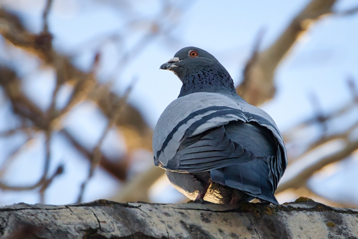 Rock Pigeon (Feral Pigeon) - ML298726921