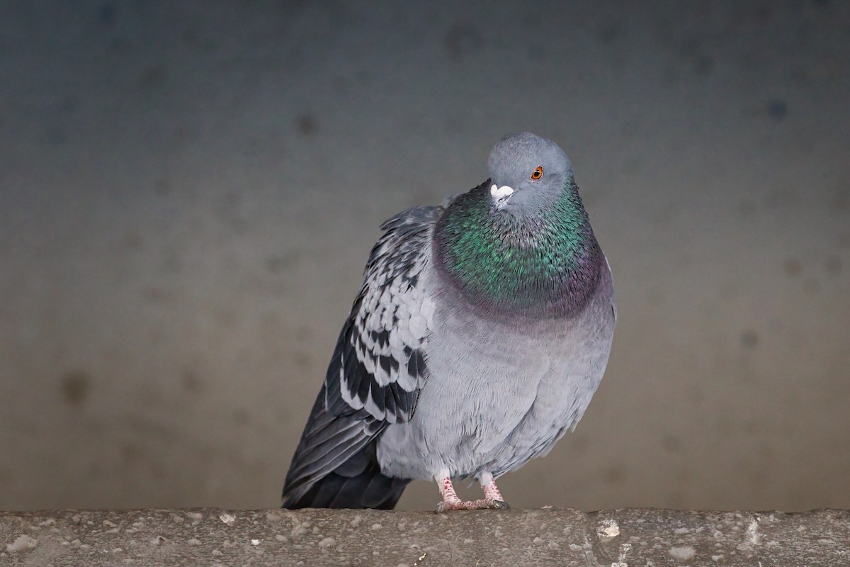 Rock Pigeon (Feral Pigeon) - ML298726971