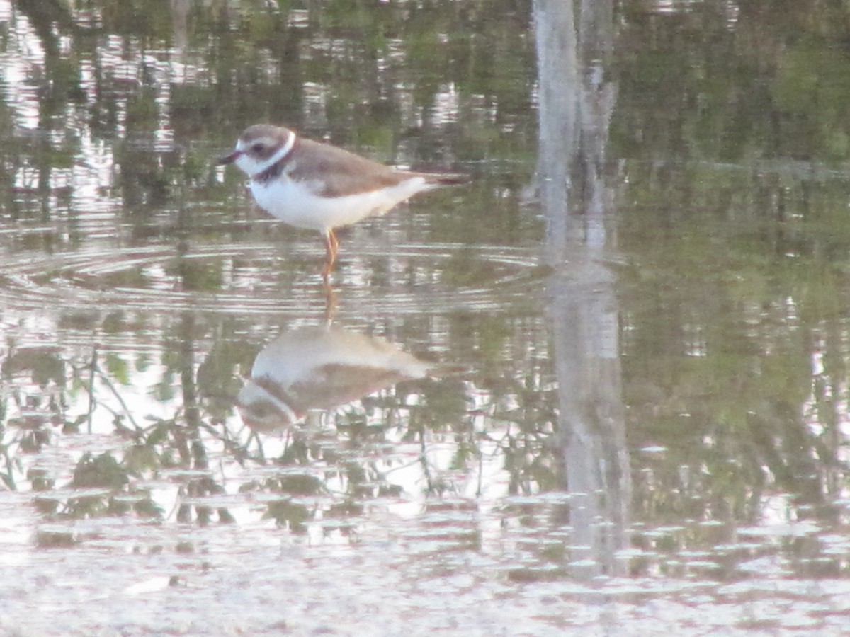 Semipalmated Plover - ML29873051