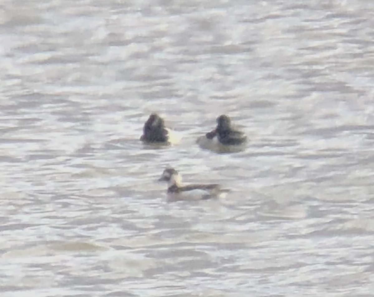 Long-tailed Duck - ML298735471