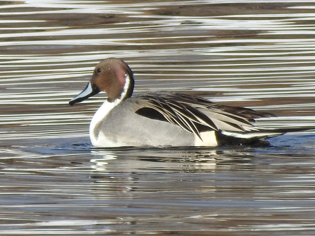 Northern Pintail - Pam Hawkes