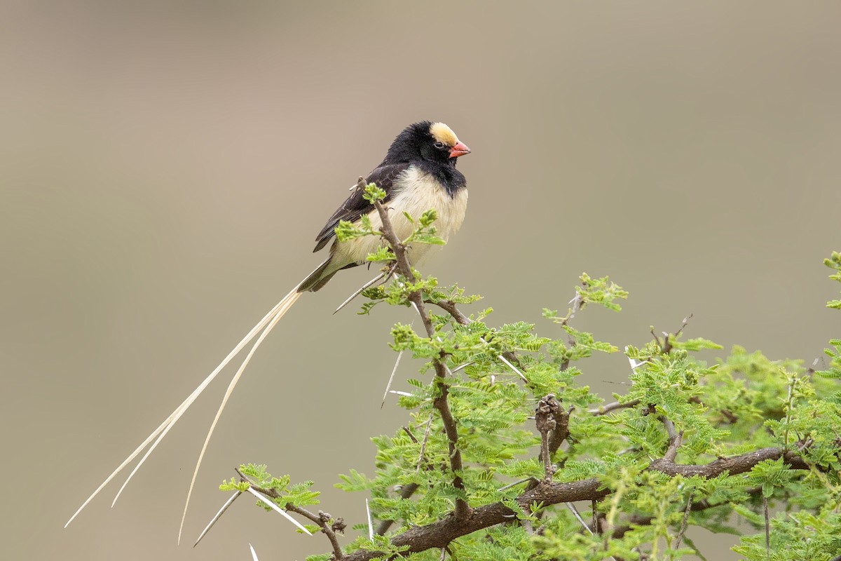 Straw-tailed Whydah - ML298738501