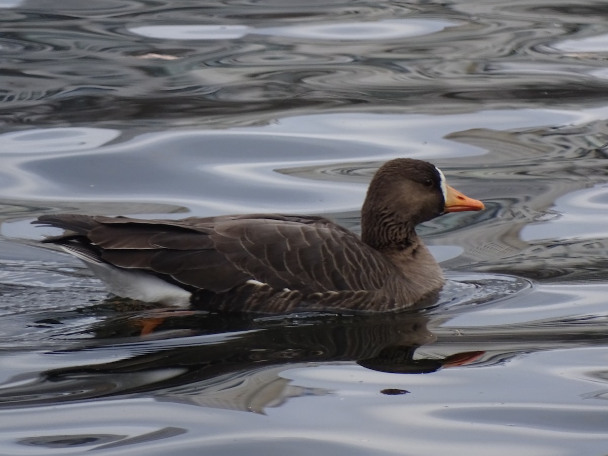 Greater White-fronted Goose - ML298738611