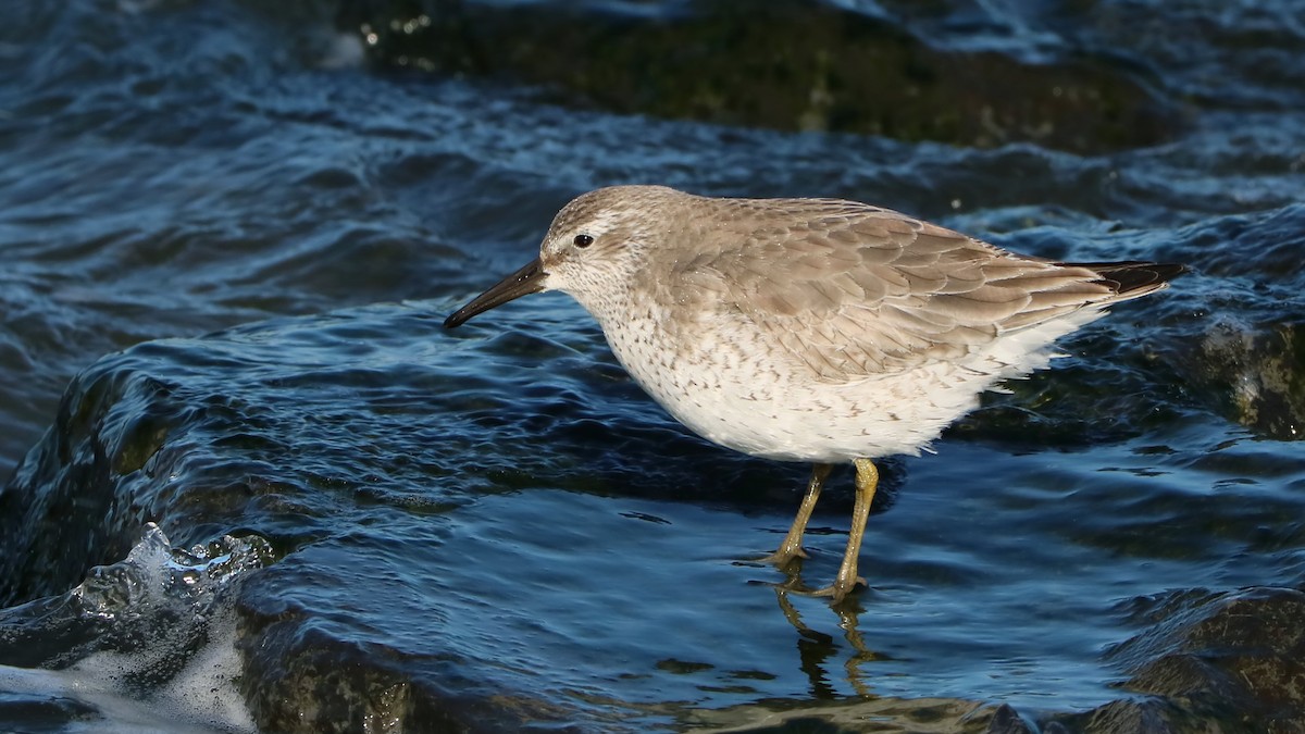 Red Knot - ML298739761