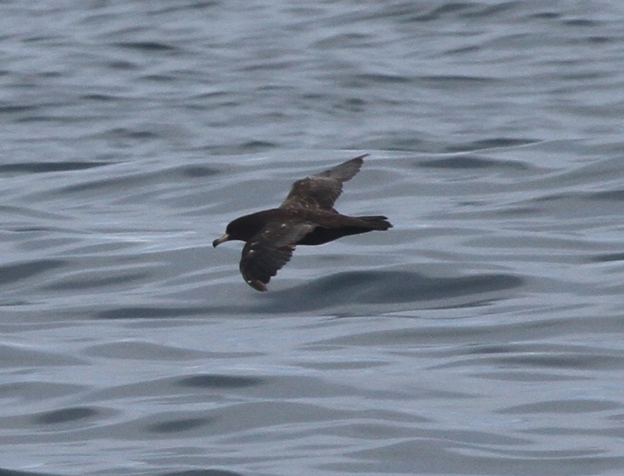 Flesh-footed Shearwater - ML29874051