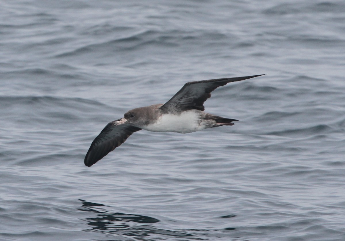Pink-footed Shearwater - ML29874161