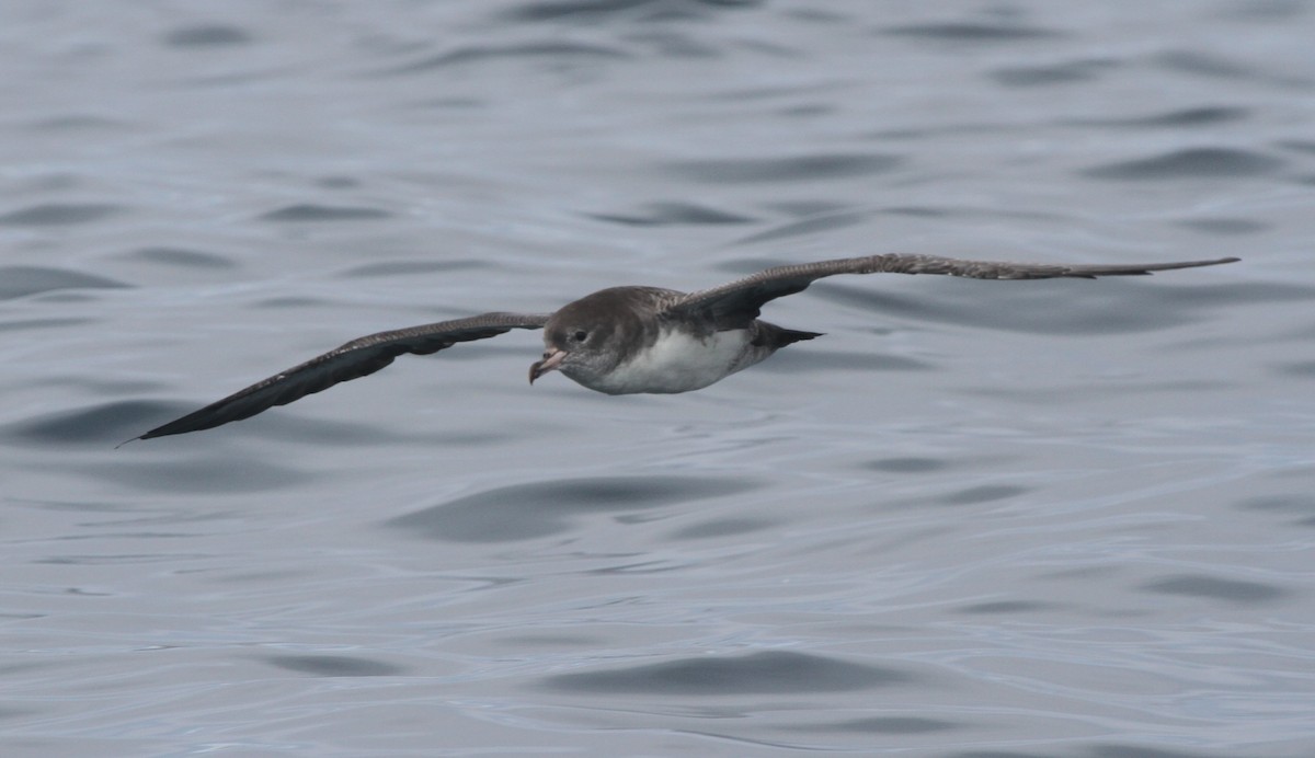 Pink-footed Shearwater - ML29874171