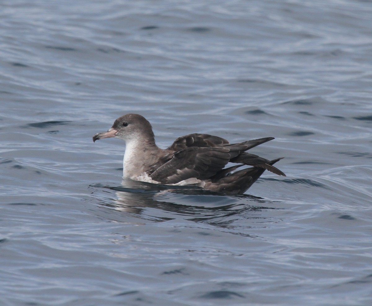 Pink-footed Shearwater - ML29874181