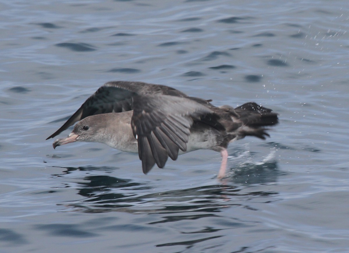 Pink-footed Shearwater - ML29874191