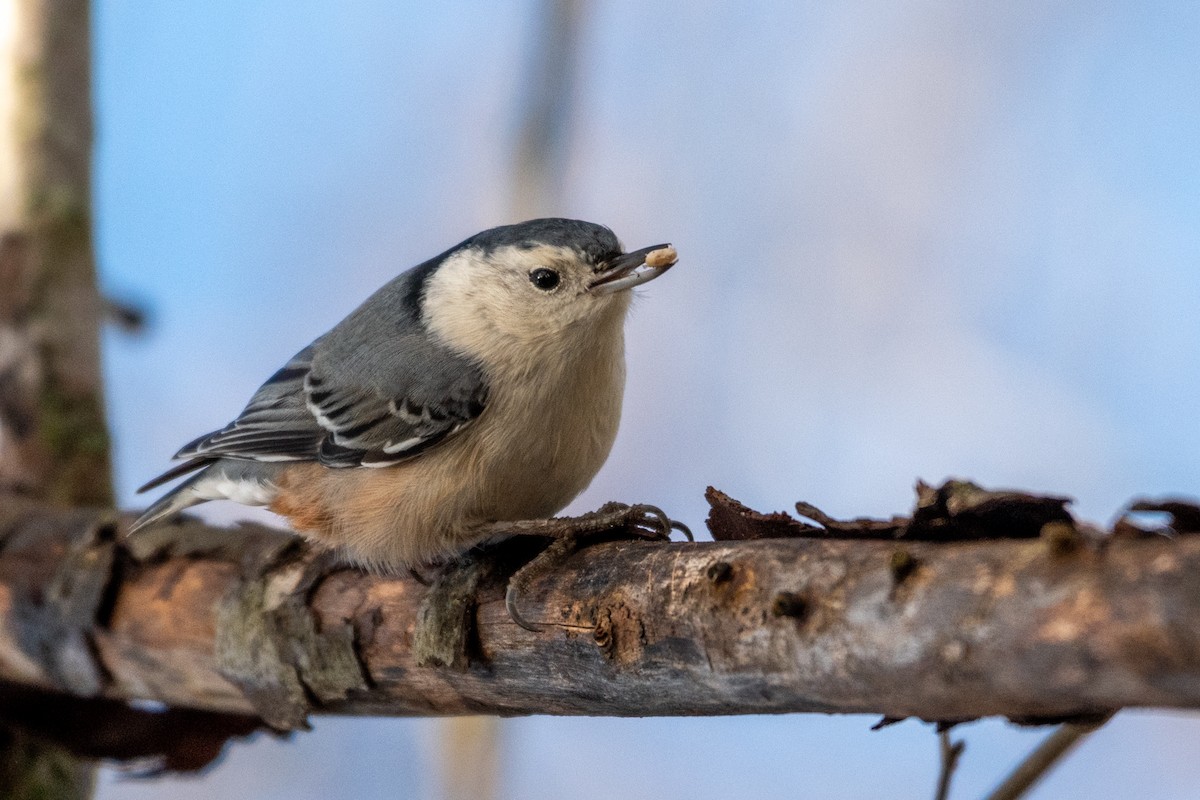 White-breasted Nuthatch - Steven McGrath