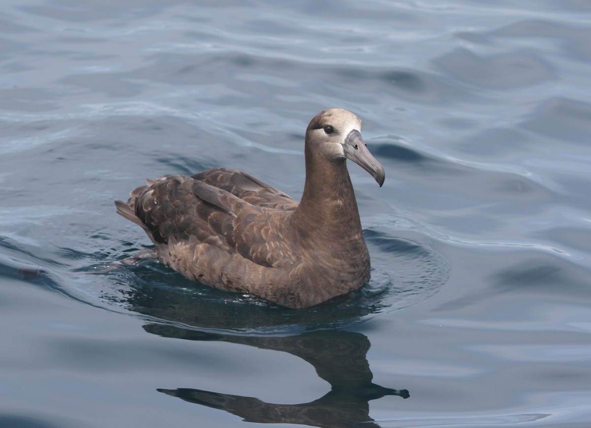 Black-footed Albatross - ML29874451