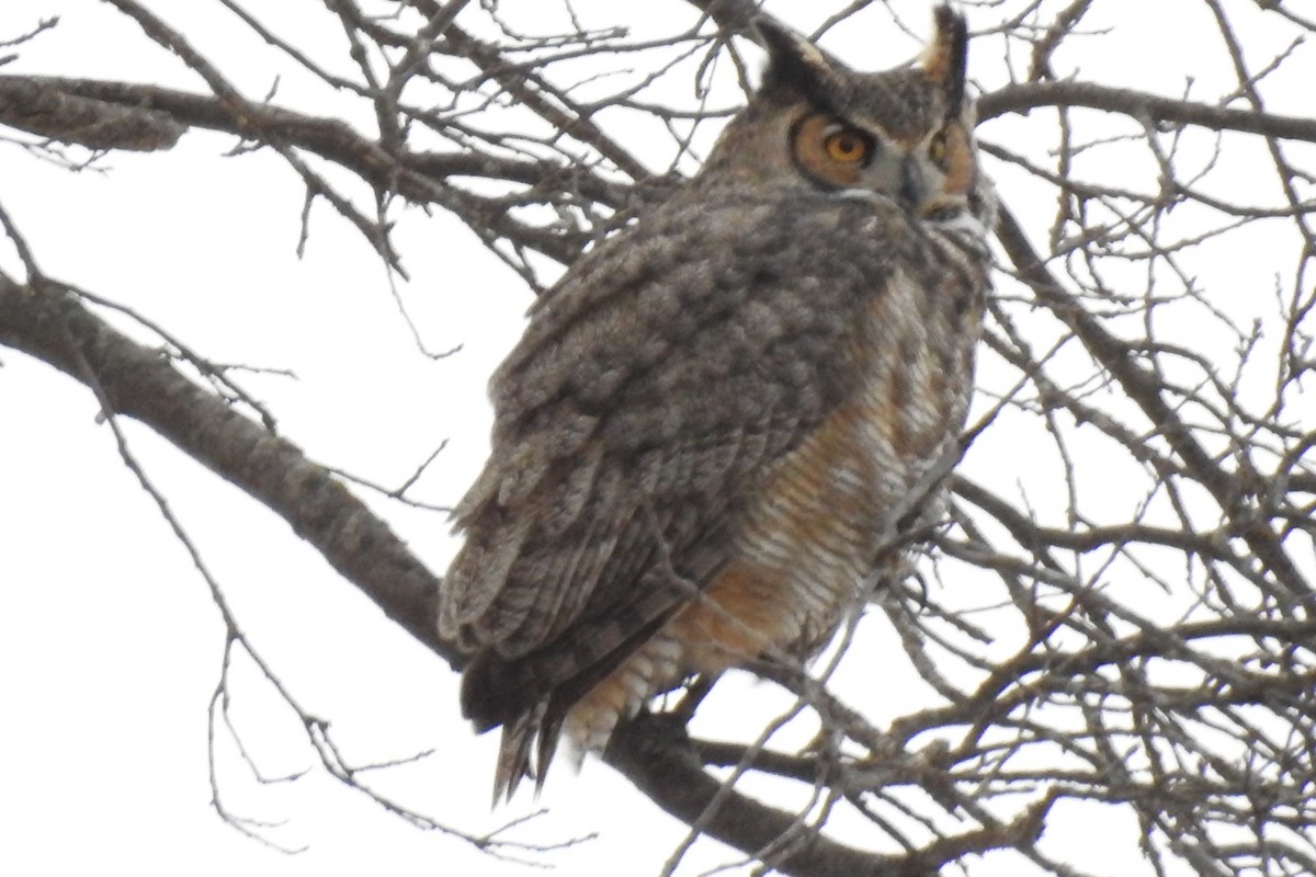 Great Horned Owl - ML298747031