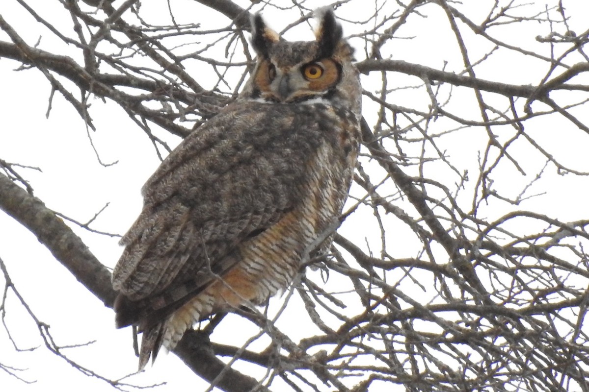 Great Horned Owl - ML298747041