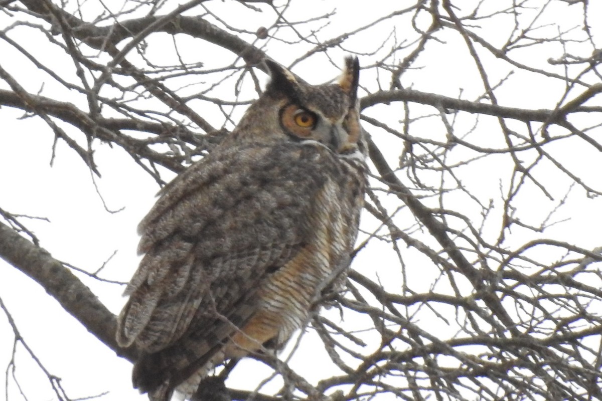 Great Horned Owl - ML298747051
