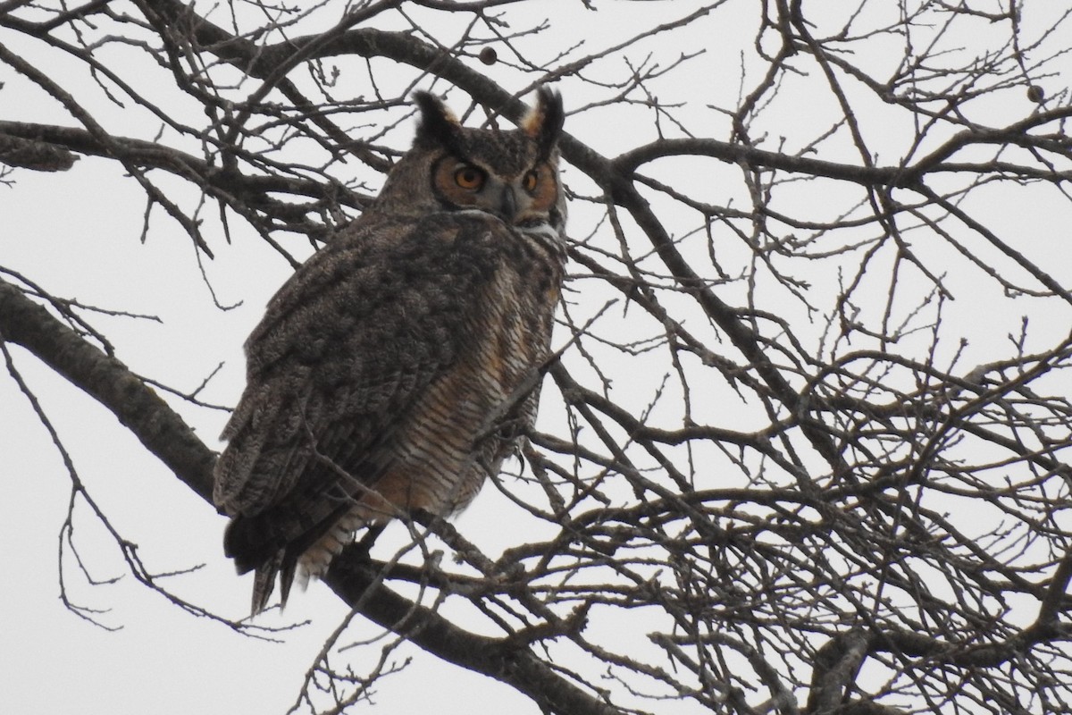 Great Horned Owl - ML298747081