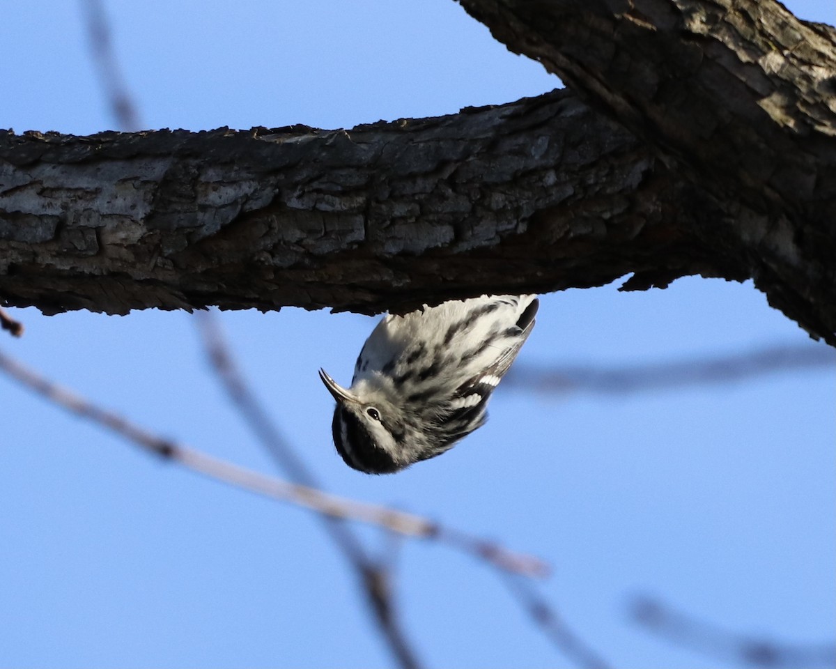 Black-and-white Warbler - ML298751311