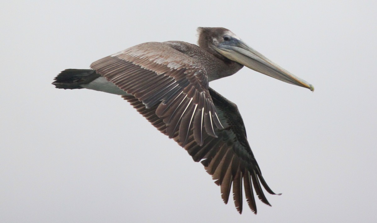 Brown Pelican - Kurt Scearce