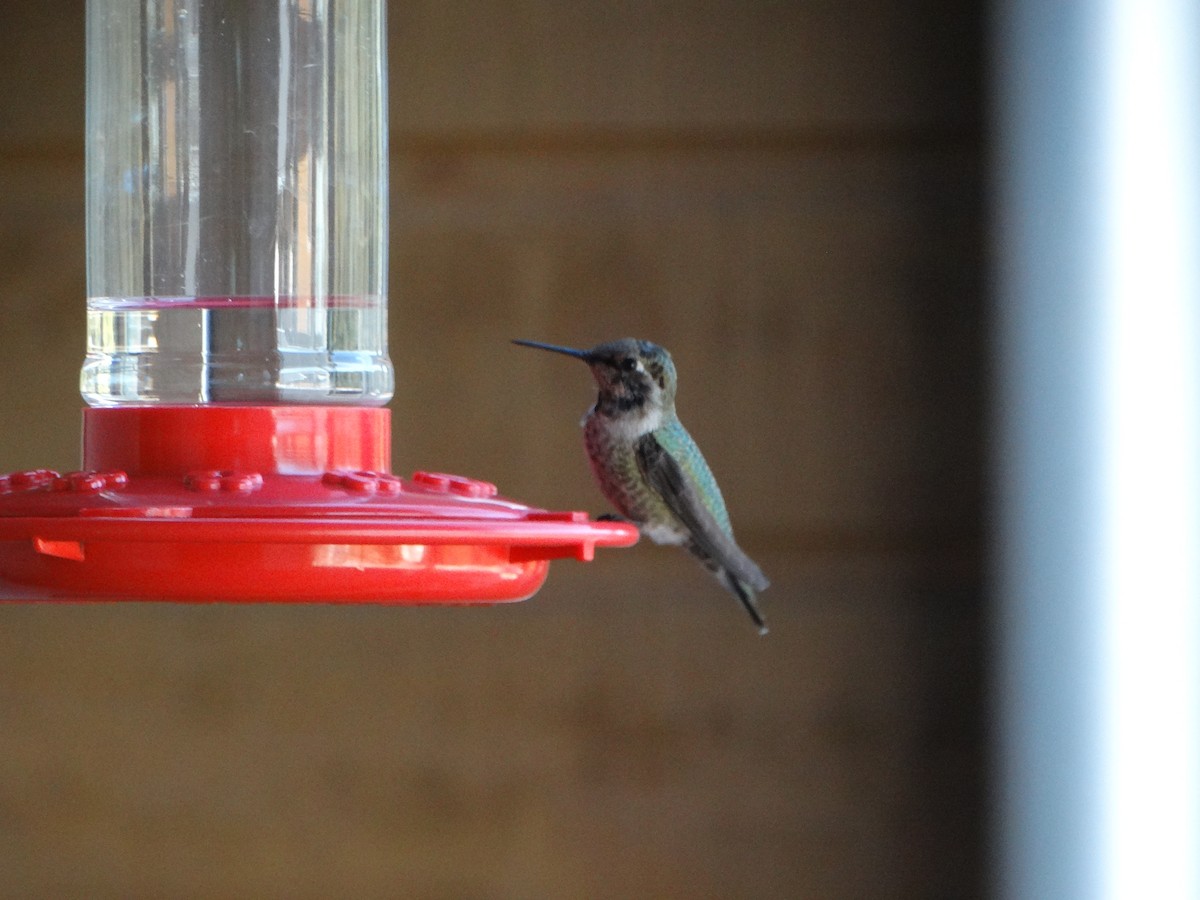 Anna's Hummingbird - ML298761631