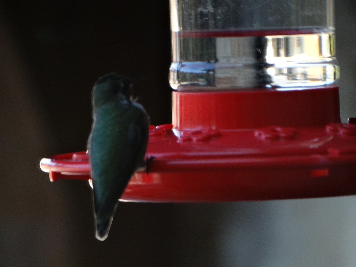Anna's Hummingbird - ML298761691