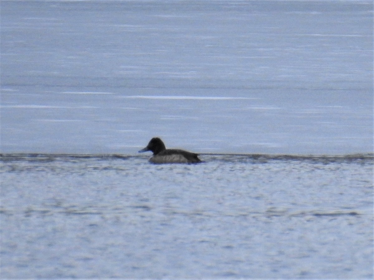 Greater/Lesser Scaup - ML298768291