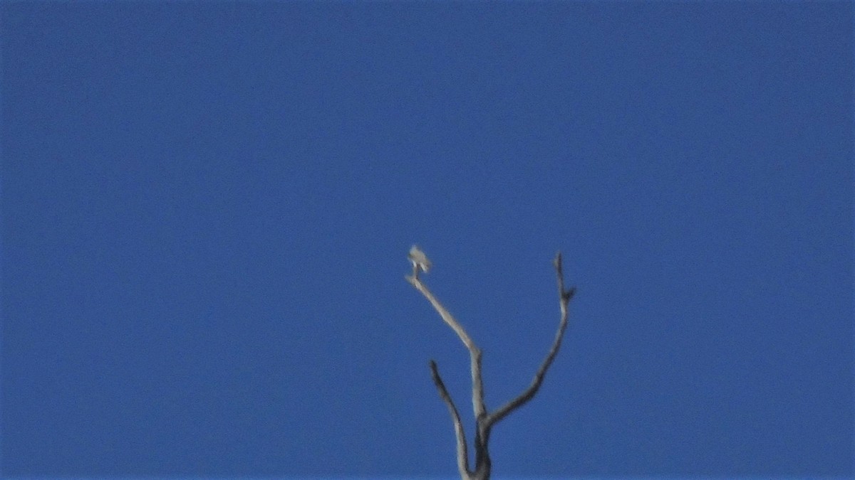 White-tailed Kite - Braxton Landsman