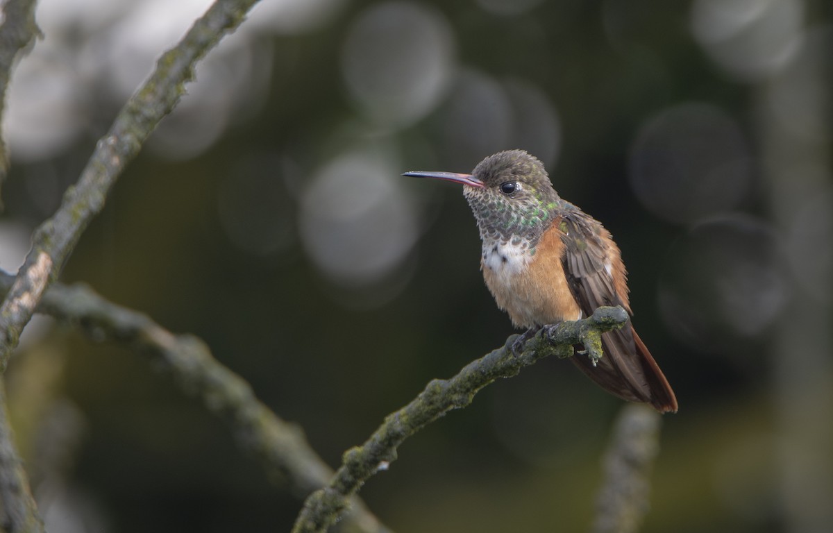 Amazilia Hummingbird - David F. Belmonte