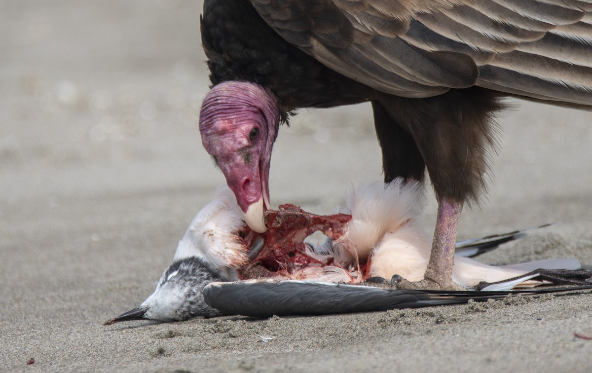 Turkey Vulture - David F. Belmonte