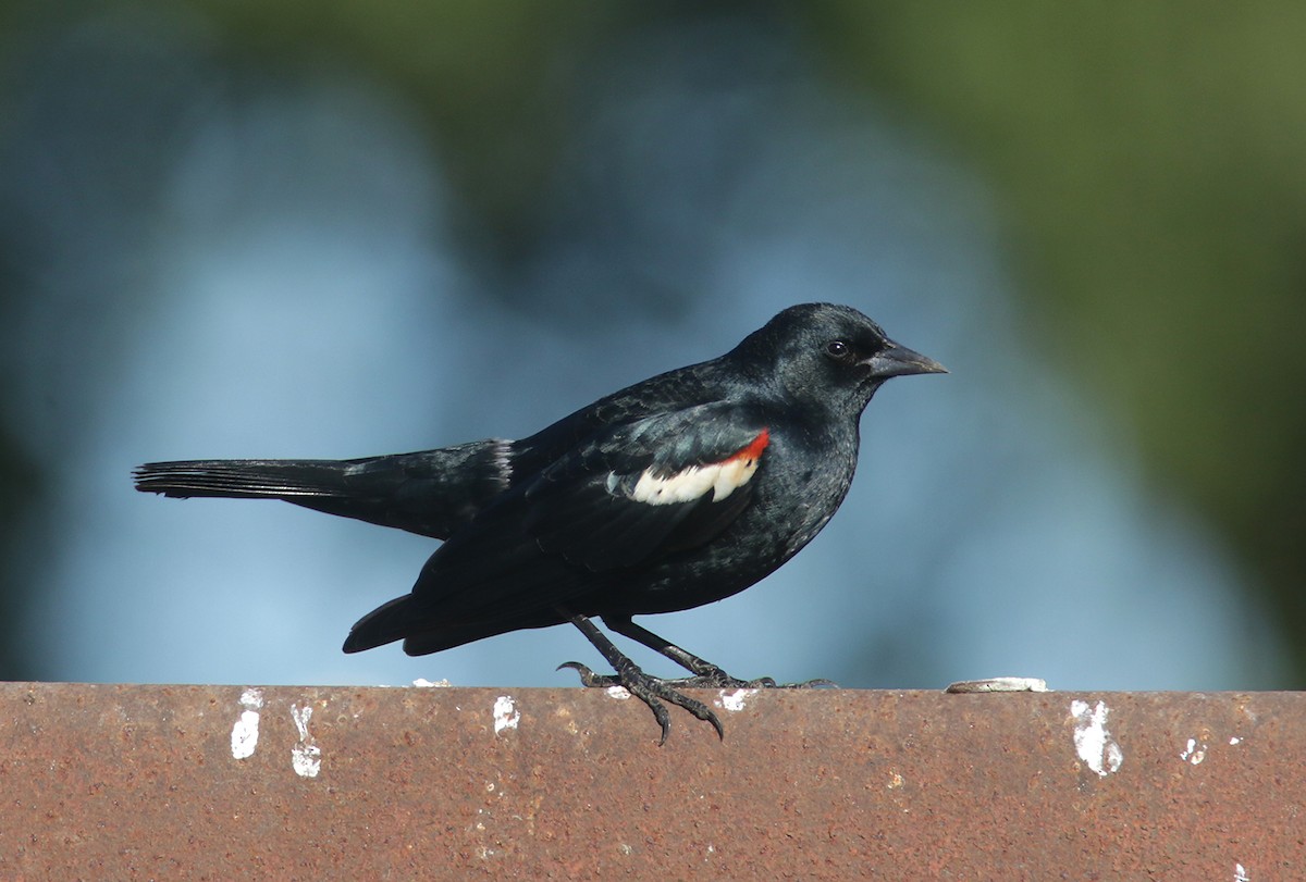 Tricolored Blackbird - Bill Hubick