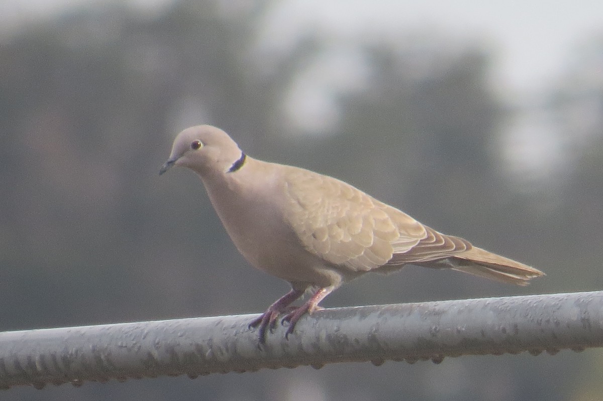 Eurasian Collared-Dove - ML298783501