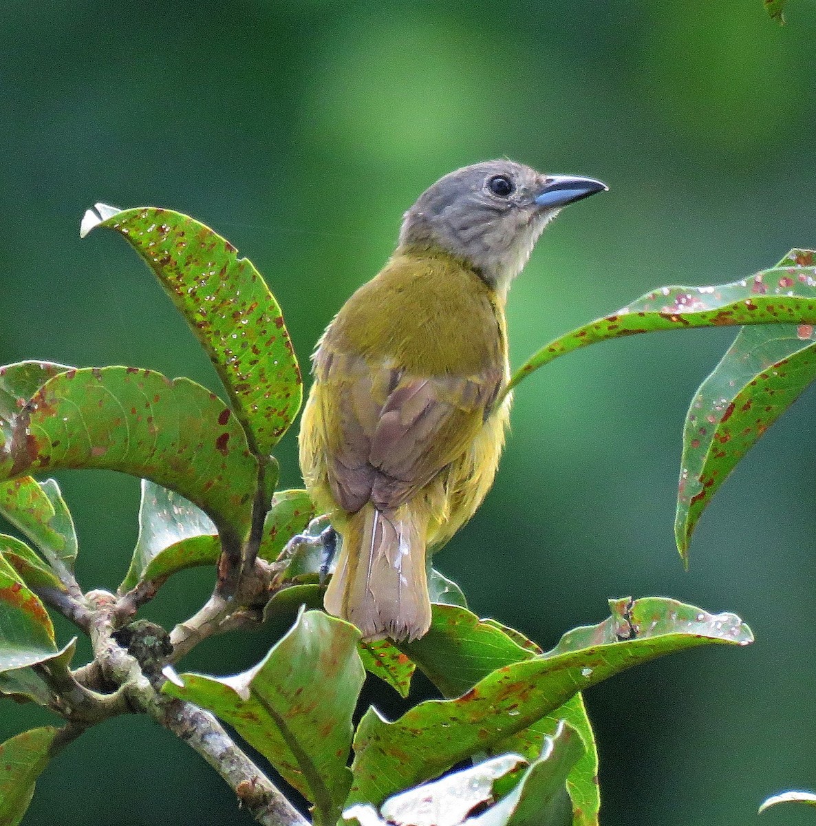 White-shouldered Tanager - ML298787161