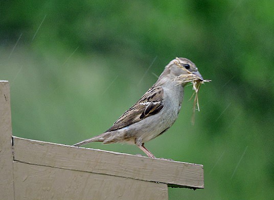 House Sparrow - Renee Lubert