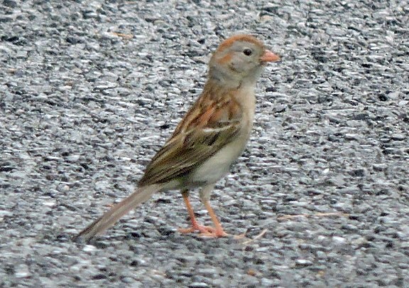 Field Sparrow - Renee Lubert