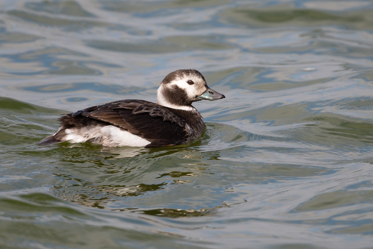 Long-tailed Duck - ML298801311