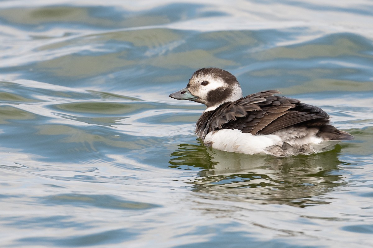 Long-tailed Duck - ML298801351
