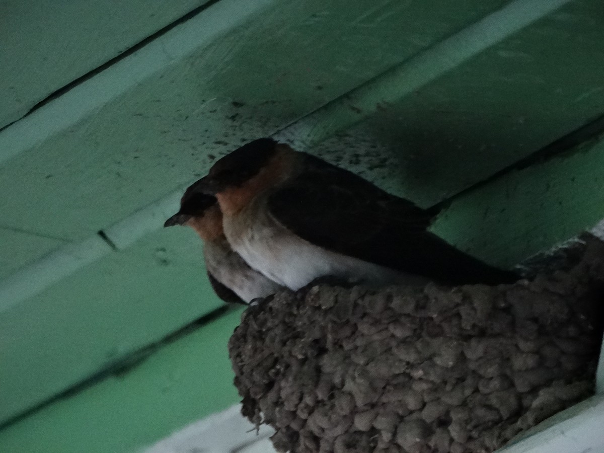 Cave Swallow - ML29880151