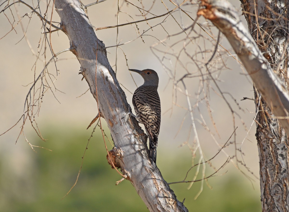Northern Flicker (Red-shafted) - ML298802041