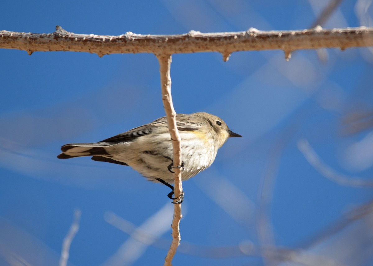 Yellow-rumped Warbler (Audubon's) - ML298802111