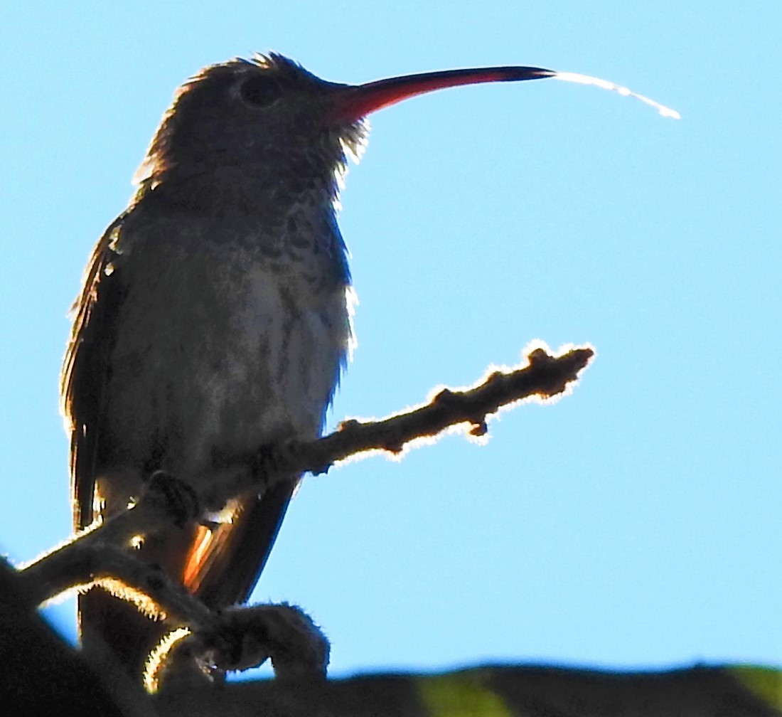 Buff-bellied Hummingbird - ML298805101