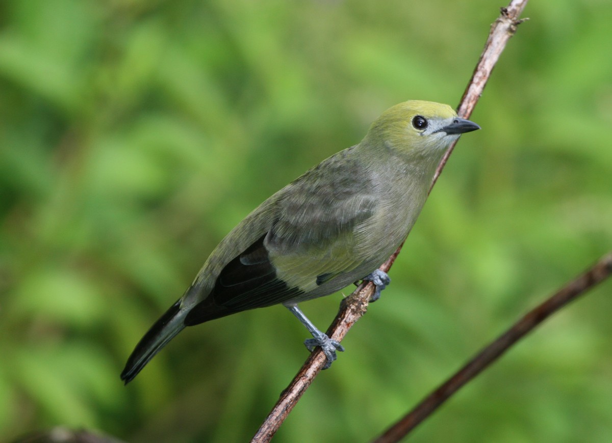Palm Tanager - ML29880911