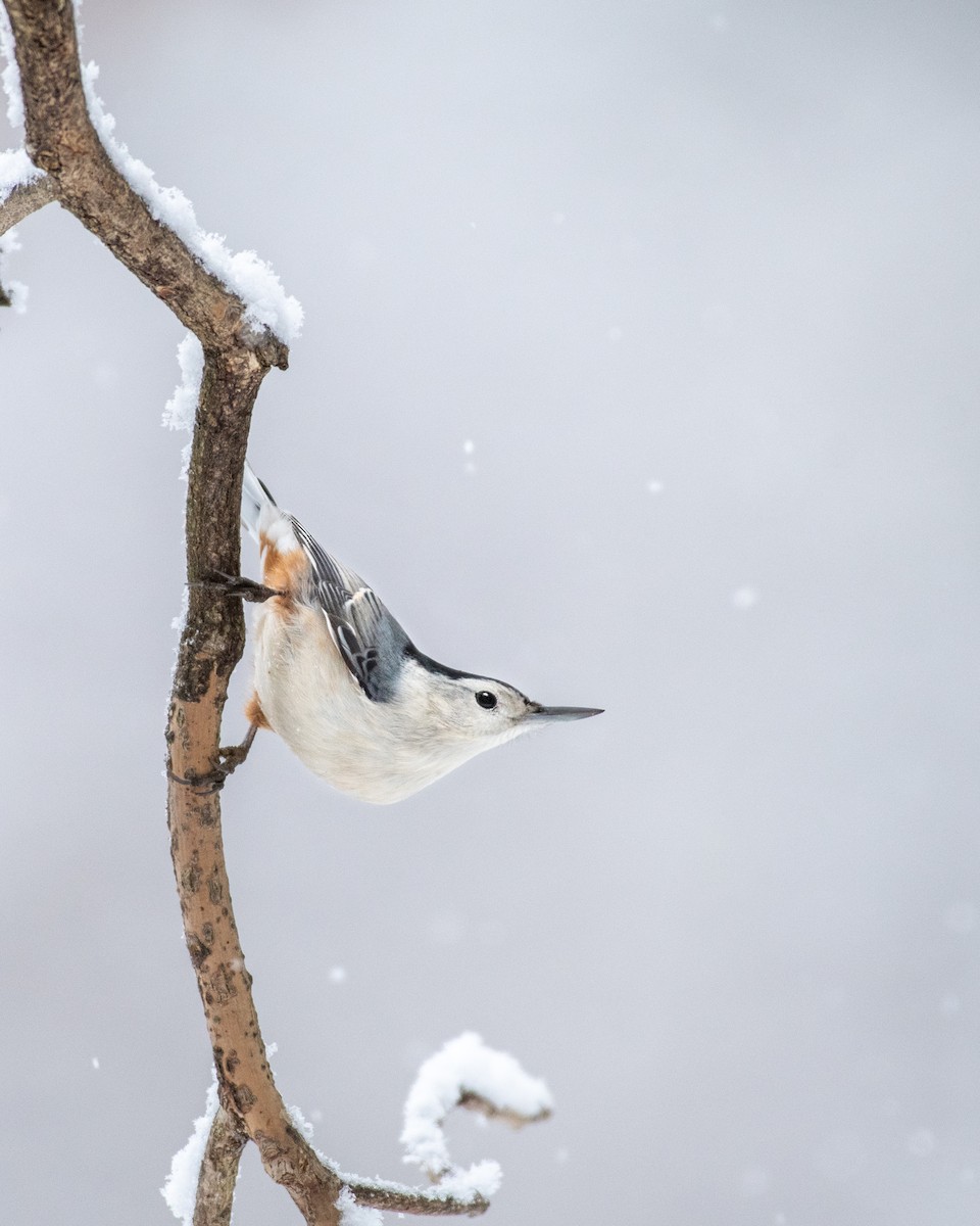 White-breasted Nuthatch - ML298809341