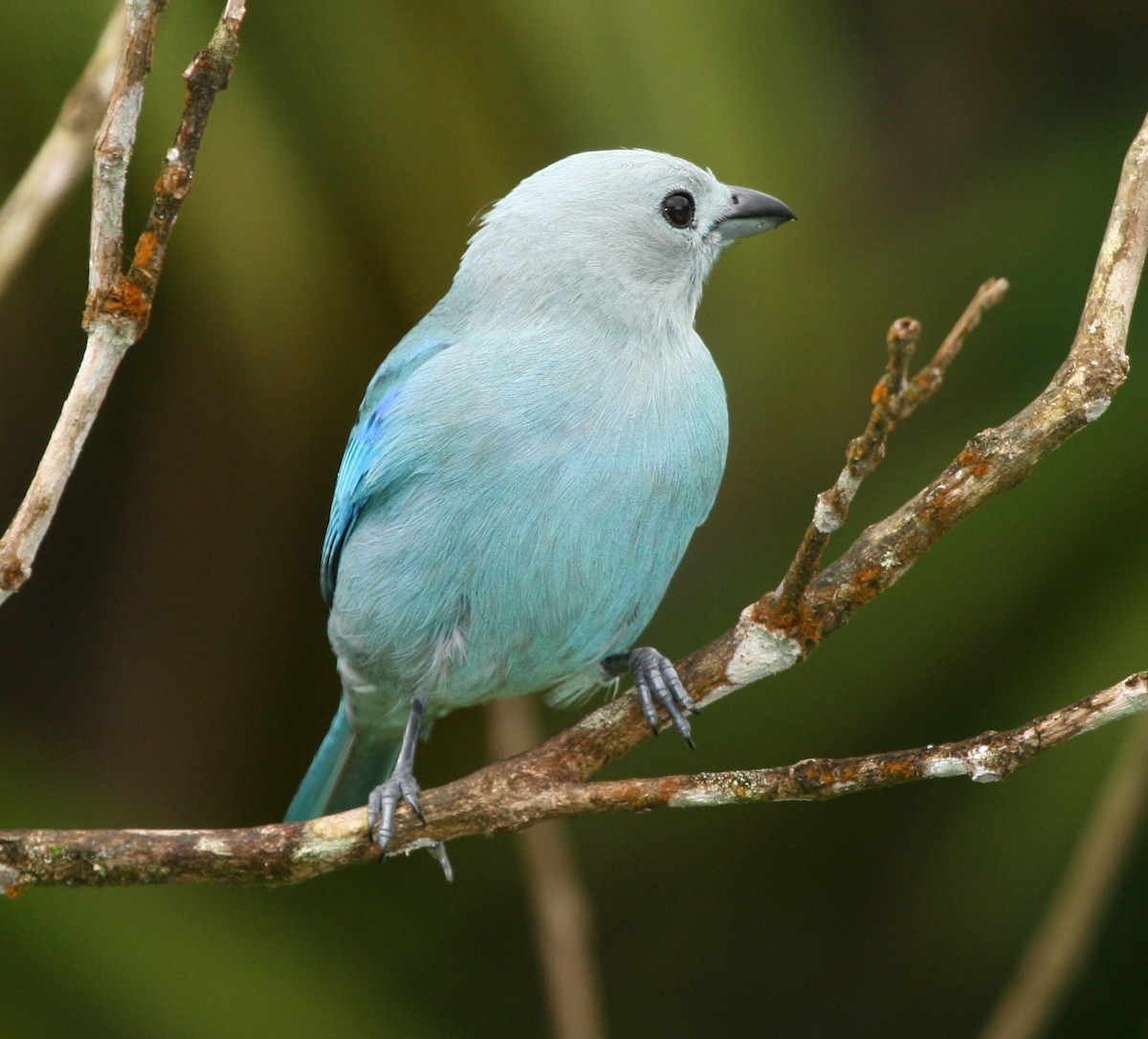 Blue-gray Tanager - ML29881291